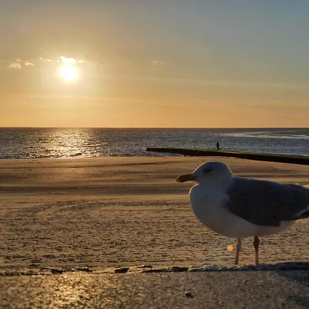 Moewe * Borkum